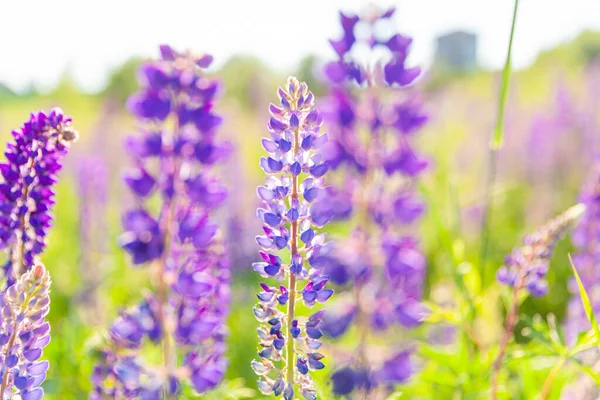 Lindas Flores Tremoço Florescendo Primavera Campo Plantas Tremoço Fundo Violeta — Fotografia de Stock