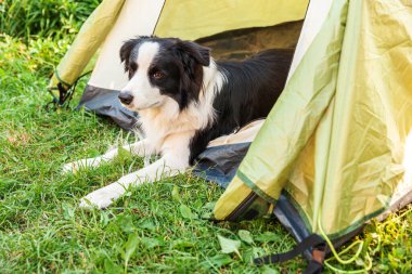 Kamp çadırında uzanan sevimli, komik köpek yavrusu Sınır Çobanı 'nın açık hava portresi. Hayvan gezisi, köpek eşiyle macera. Gardiyan ve kamp koruması. Seyahat konsepti