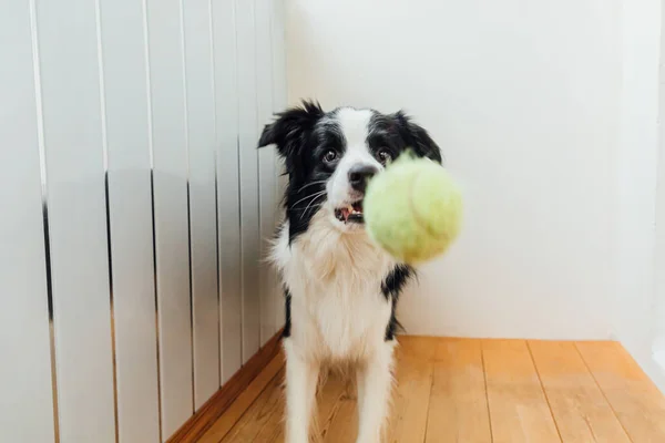 可愛い笑顔の子犬犬の国境コリーの面白いポートレート口の中でおもちゃのボールを保持 所有者と一緒に遊んで自宅で家族の小さな犬の新しい素敵なメンバー 家のコンセプトでペットの活動とゲーム — ストック写真