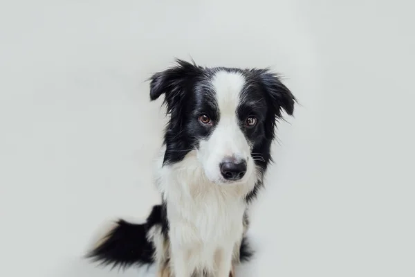 Retrato Estúdio Engraçado Bonito Sorriso Cachorro Cão Borda Collie Isolado — Fotografia de Stock