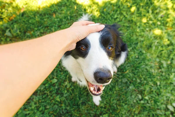 Mulher Mão Acariciando Cachorro Cão Fronteira Collie Jardim Verão Parque — Fotografia de Stock