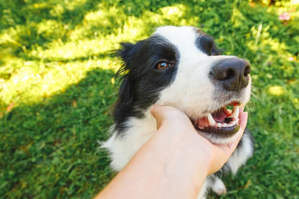 Frau Streichelt Welpe Dog Border Collie Sommergarten Oder Stadtpark Freien — Stockfoto