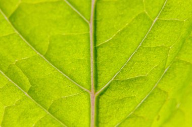 Yeşil ağaç yaprağının makro dokuya yakın görüntüsü. İlham verici doğa ilkbahar ya da yaz duvar kâğıdı arka planı. Mevsimler değişti. Yaklaş, seçici odaklanma