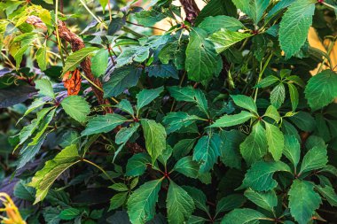 Üzüm bağında yeşil üzüm yaprakları. İlham verici doğal çiçek baharı ya da yaz mevsimi yeşil bahçe arka planı. Bağcılık şarap endüstrisi