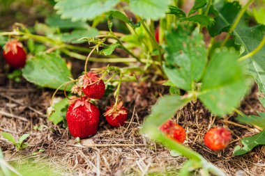 Çilek bitkisinin endüstriyel yetiştirilmesi. Yazlık bahçe yatağında olgun kırmızı meyveli çilek. Çiftlikte böğürtlen yetiştirmek doğaldır. Çevresel sağlıklı organik gıda bahçıvanlığı kavramı