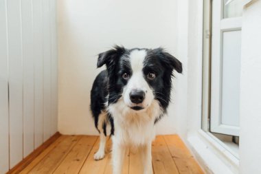 Gülümseyen şirin köpek yavrusu Collie 'nin oyuncak topu ağzında tutmasının komik portresi. Ailemizin yeni sevimli üyesi küçük köpek ev sahibiyle oynuyor. Ev hayvanı etkinliği ve oyun konsepti