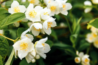 Baharda güzel yasemin çiçekleri açar. Yasemin çalılarının çiçek açtığı bir arka plan. İlham verici doğal bahar çiçekleri çiçek açan bahçe ya da park. Çiçek sanat tasarımı. Aromaterapi kavramı