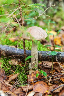 Yenebilir küçük mantar, kahverengi başlıklı Penny Bun leccinum ve yosun güz ormanı arka planında. Doğal ortamda mantar. Büyük mantar makrosu yakın çekim. İlham verici doğal yaz ya da sonbahar manzarası