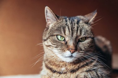 Kibirli, kısa saçlı, evde dinlenen tekir kedilerin komik portresi. Küçük kedi yavrusu, ailenin sevimli bir üyesi evde oynuyor. Hayvan bakımı ve hayvan sağlığı konsepti