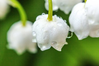Çiçekler güzel vadi zambakları ya da yağmurdan sonra damlacıklar gibi kokar. İlham verici doğal çiçek açan bahçe ya da park. Baharda ya da yazın bahçe. Açan ekoloji doğa kavramı