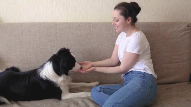Gülümseyen genç ve çekici bir kadın evdeki kanepede sevimli köpek yavrusu çoban köpeğiyle oynuyor. Sahibi köpek okşayan bir kız. Evcil hayvan sevgisi arkadaşlık destek ekibi. Hayvan bakımı hayvan hayatı konsepti