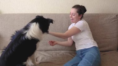 Gülümseyen genç ve çekici bir kadın evdeki kanepede sevimli köpek yavrusu çoban köpeğiyle oynuyor. Sahibi köpek okşayan bir kız. Evcil hayvan sevgisi arkadaşlık destek ekibi. Hayvan bakımı hayvan hayatı konsepti