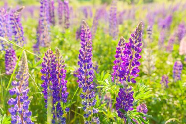 Bahar zamanı çiçek açan güzel lupin çiçekleri. Lupin bitkilerinin arka planı. Violet ilkbahar ve yaz çiçekleri. Yumuşak yumuşak renkler, seçici odak, bulanık arkaplan