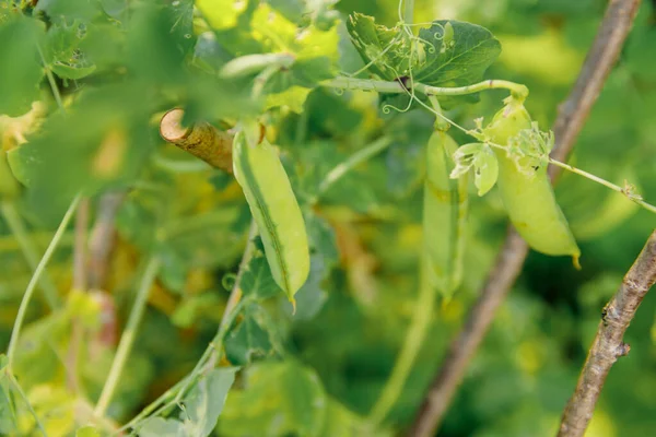 Gardening and agriculture concept. Perfect green fresh ripe organic peas ready to harvesting on branch in garden. Vegan vegetarian home grown food production. Local garden produce clean pea pods