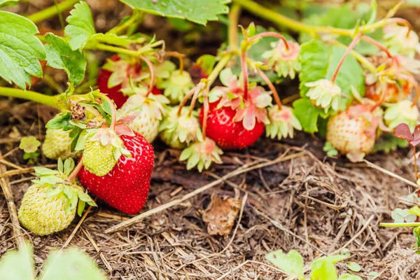 Industrial cultivation of strawberries plant. Bush with ripe red fruits strawberry in summer garden bed. Natural growing of berries on farm. Eco healthy organic food horticulture concept background