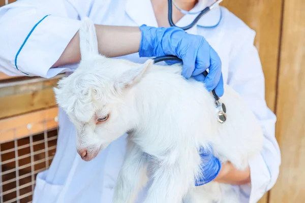 Young veterinarian woman with stethoscope holding and examining goat kid on ranch background. Young goatling with vet hands for check up in natural eco farm. Animal care and ecological farming concept