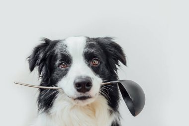 Beyaz arka planda izole edilmiş mutfak kaşığı kepçesi tutan sevimli köpek yavrusu sınır köpeğinin komik portresi. Şef köpek yemeği pişiriyor. Ev yapımı yemekler, restoran menüsü konsepti. Yemek pişirme süreci
