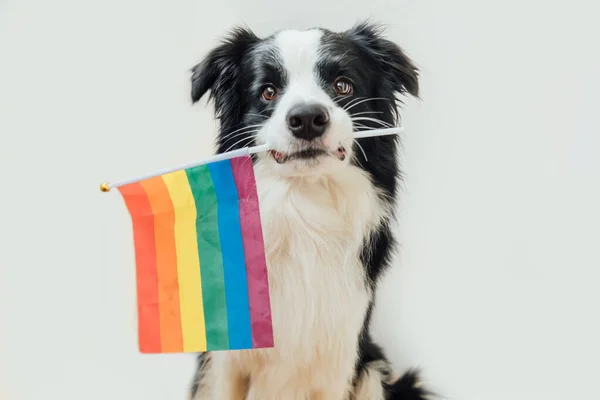 Beyaz arka planda izole edilmiş ağzında LGBT gökkuşağı bayrağı tutan komik köpek yavrusu sınır köpeği çoban köpeği. Köpek Eşcinsel Gururu portresi. lgbtq topluluk kavramı için eşit haklar
