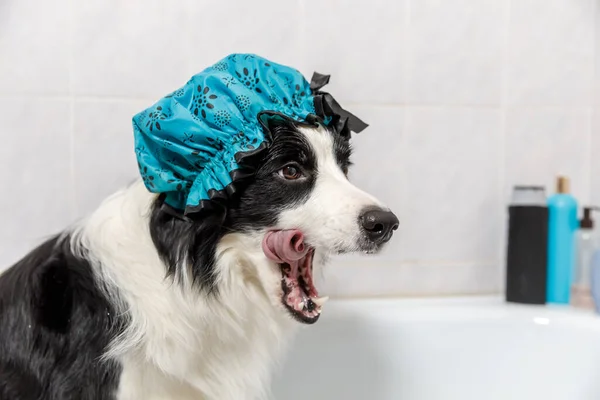 Funny indoor portrait of puppy dog border collie sitting in bath gets bubble bath wearing shower cap. Cute little dog in bathtub ready for wash in bathroom. Spa treatments in grooming salon concept