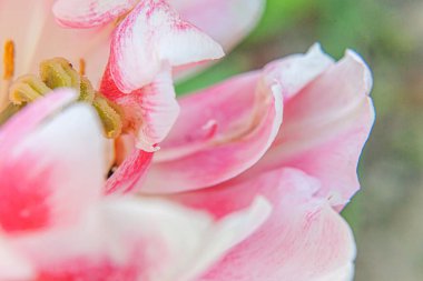 Bahar zamanı pembe lale çiçekleri. Bahçedeki taze bahar çiçeği makrosunu kapat. Yumuşak soyut çiçek posteri, son derece makro, seçici odaklanma. İlham verici çiçek duvar kağıdı, tatil kartı.