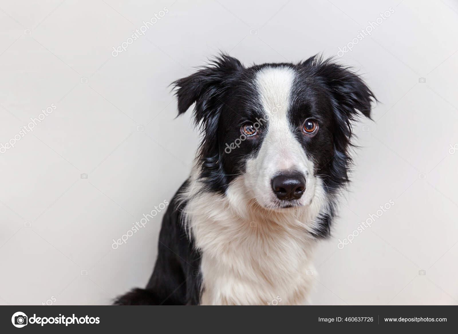 Funny studio portrait of cute smiling puppy dog border collie