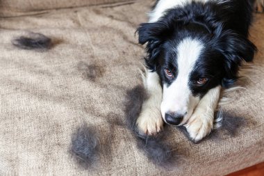 Kanepeye uzanmış kürklü şirin köpek yavrusu sınır köpeğinin komik portresi. Yıllık baharda tüylü küçük köpek ve yün ya da evde sonbahar derisi. Hayvan hijyen alerjisi tımar konsepti