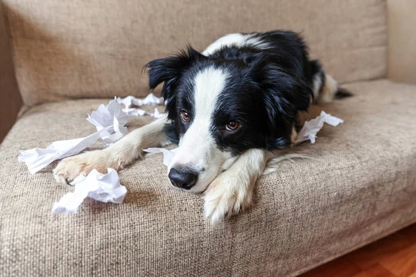 Naughty playful puppy dog border collie after mischief biting toilet paper lying on couch at home. Guilty dog and destroyed living room. Damage messy home and puppy with funny guilty look