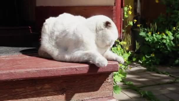 Divertido retrato de gatito blanco doméstico de pelo corto relajándose en el porche en casa. Gato británico caminando al aire libre en el patio trasero en el día de verano. Cuidado de mascotas salud y animales concepto. — Vídeos de Stock