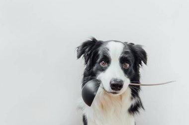 Beyaz arka planda izole edilmiş mutfak kaşığı kepçesi tutan sevimli köpek yavrusu sınır köpeğinin komik portresi. Şef köpek yemeği pişiriyor. Ev yapımı yemekler, restoran menüsü konsepti. Yemek pişirme süreci
