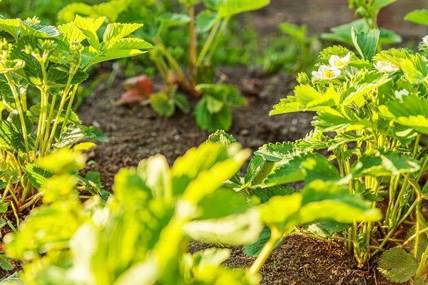 Průmyslové Pěstování Jahod Bush Jahody Květinou Jarním Nebo Letním Záhonu — Stock fotografie