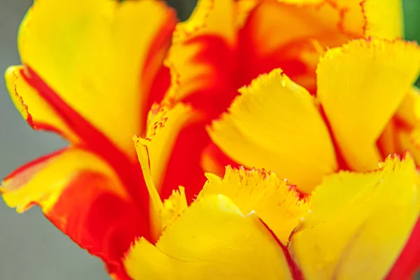 Yellow red tulip flowers in spring time. Close up macro of fresh spring flower in garden. Soft abstract floral poster, extremely macro, selective focus. Inspirational floral wallpaper, holidays card