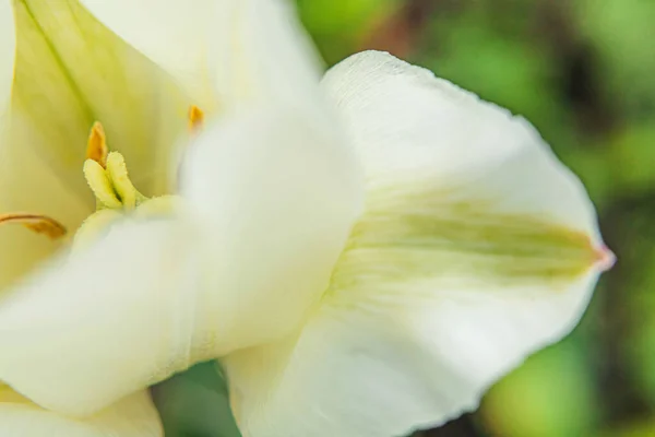 Flores Brancas Tulipa Primavera Feche Macro Flor Primavera Fresca Jardim — Fotografia de Stock