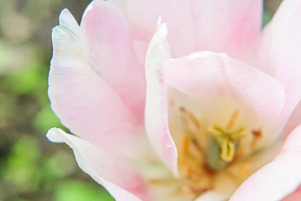 Bahar Zamanı Pembe Lale Çiçekleri Bahçedeki Taze Bahar Çiçeği Makrosunu — Stok fotoğraf