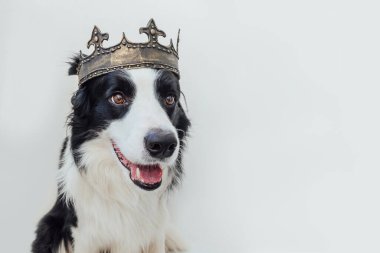 Beyaz arka planda izole edilmiş kral tacı takan komik yüzlü bir köpek yavrusu. Karnaval ya da cadılar bayramında kraliyet kostümlü komik köpek portresi. Köpek büyücüsü ya da prens, köpek gücü teması