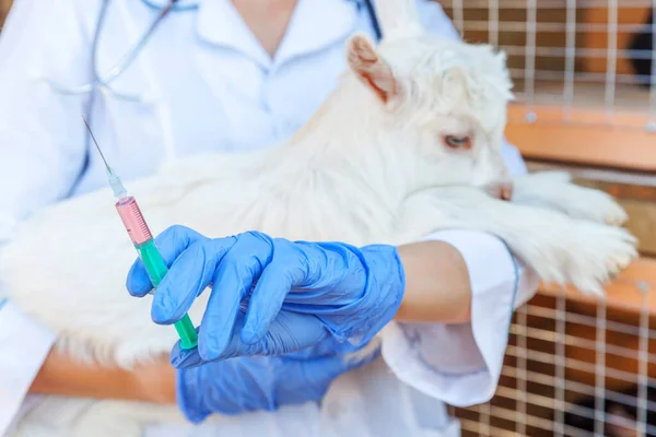 Young veterinarian woman with syringe holding and injecting goat kid on ranch background. Young goatling with vet hands, vaccination in natural eco farm. Animal care and ecological farming concept