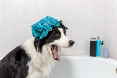Köpek yavrusu sınır köpeğinin banyoda otururken çekilmiş komik portresi duş bonesi takıyor. Küvette banyo yapmaya hazır şirin bir köpek. Bakım salonu konseptinde spa tedavileri
