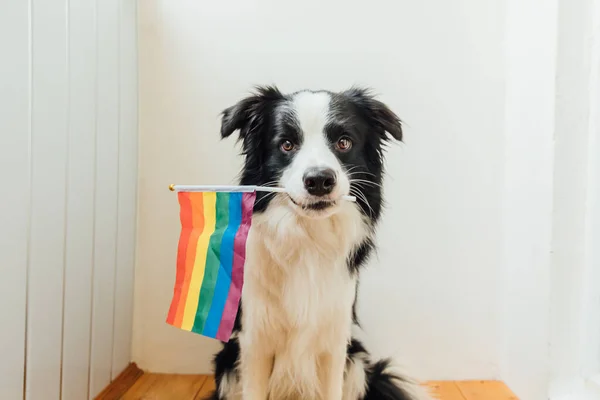 Evde beyaz arka planda LGBT gökkuşağı bayrağı tutan komik köpek yavrusu sınır köpeği çoban köpeği. Köpek Eşcinsel Gururu portresi. lgbtq topluluk kavramı için eşit haklar