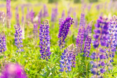 Bahar zamanı çiçek açan güzel lupin çiçekleri. Lupin bitkilerinin arka planı. Violet ilkbahar ve yaz çiçekleri. Yumuşak yumuşak renkler, seçici odak, bulanık arkaplan