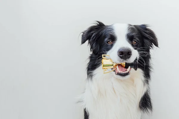 Carino Cucciolo Bordo Cane Collie Tenendo Coppa Trofeo Campione Miniatura — Foto Stock