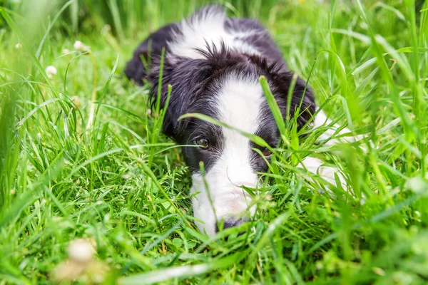 Funny Outdoor Portrait Cute Smilling Puppy Border Collie Lying Grass — Stock Photo, Image