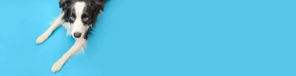 Pankart Mavi Arka Planda Izole Edilmiş Şirin Güler Yüzlü Köpek — Stok fotoğraf