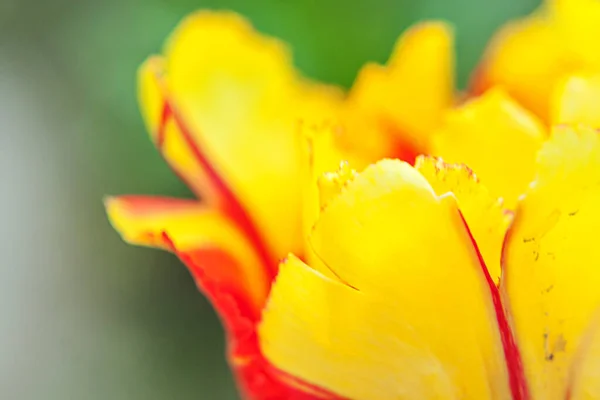 Flores Tulipa Vermelhas Amarelas Primavera Feche Macro Flor Primavera Fresca — Fotografia de Stock