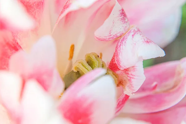 Bahar Zamanı Pembe Lale Çiçekleri Bahçedeki Taze Bahar Çiçeği Makrosunu — Stok fotoğraf