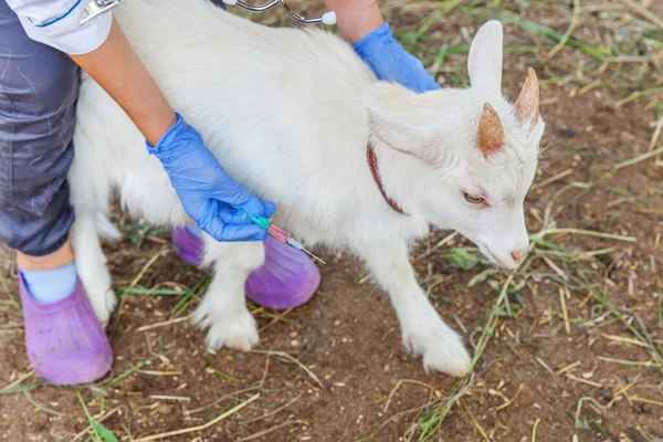 Ung Veterinär Kvinna Med Spruta Hålla Och Injicera Get Unge — Stockfoto