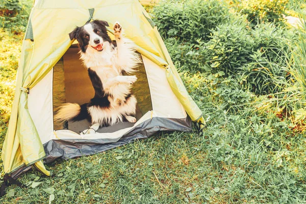 Outdoor portrait of cute funny puppy dog border collie sitting inside in camping tent. Pet travel, adventure with dog companion. Guardian and camping protection. Trip tourism concept