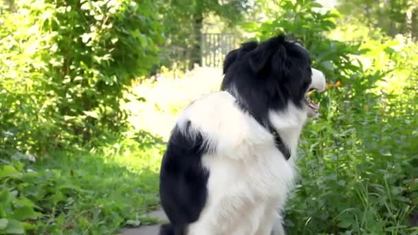 Außenporträt Von Niedlichen Lächelnden Welpen Border Collie Auf Gras Sitzend — Stockvideo