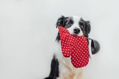 Tatlı köpek yavrusu, beyaz arka planda izole edilmiş mutfak kaşığı kepçesi tutacağı tutan komik bir çoban köpeği. Şef köpek yemeği pişiriyor. Ev yapımı yemekler, restoran menüsü konsepti. Yemek pişirme süreci