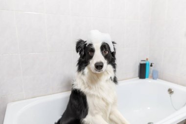 Köpek yavrusu sınır köpeğinin banyo yaparken çekilmiş komik portresi şampuanla köpük banyosu yaptırıyor. Kuaförde küvette ıslak şirin bir köpek. Kafasında köpük sabunu olan temiz bir köpek.