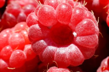 Ahududu bitkisinin endüstriyel yetiştirilmesi. Olgun kırmızı meyveli ahududu makrosu çok yakından. Ahududu arkaplanı. Çiftlikte böğürtlen yetiştirmek doğaldır. Çevresel sağlıklı organik gıda bahçıvanlığı kavramı