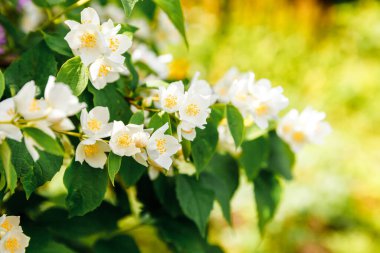 Baharda güzel yasemin çiçekleri açar. Yasemin çalılarının çiçek açtığı bir arka plan. İlham verici doğal bahar çiçekleri çiçek açan bahçe ya da park. Çiçek sanat tasarımı. Aromaterapi kavramı.